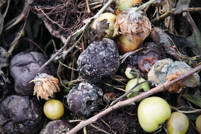 Как правильно приготовить компост на даче — советы и проблемы