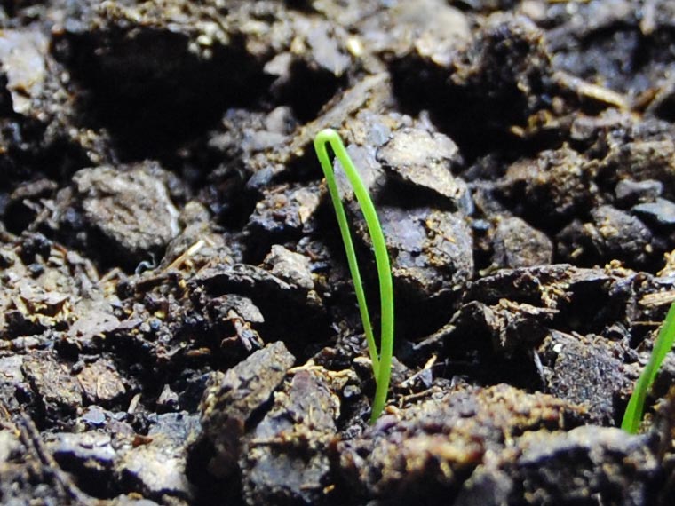 Многоярусный лук — выращивание, посадка, размножение и уход
