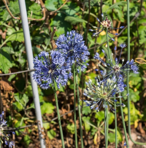 Лук голубой – выращивание, посадка, размножение и уход