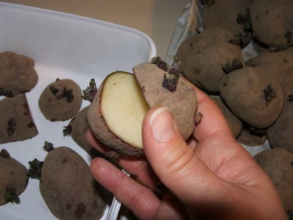 Все хитрости выращивания картофеля: традиционные и новые методы