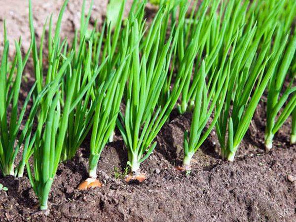 Секреты и особенности выращивания лука