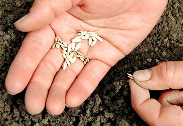Семена огурцов - выбор лучших