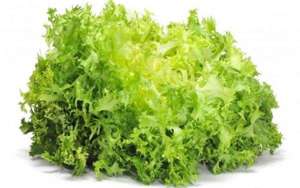 Обзор видов и сортов зеленых салатов