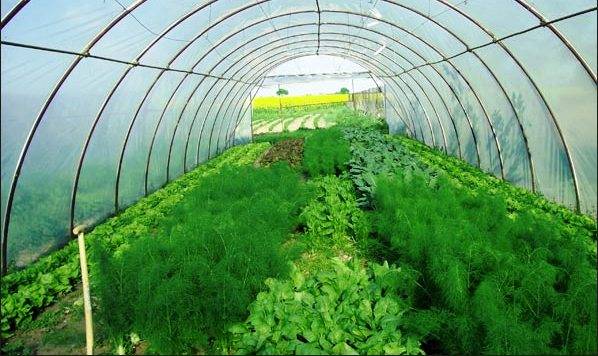 Агротехника и технология выращивания укропа в теплице
