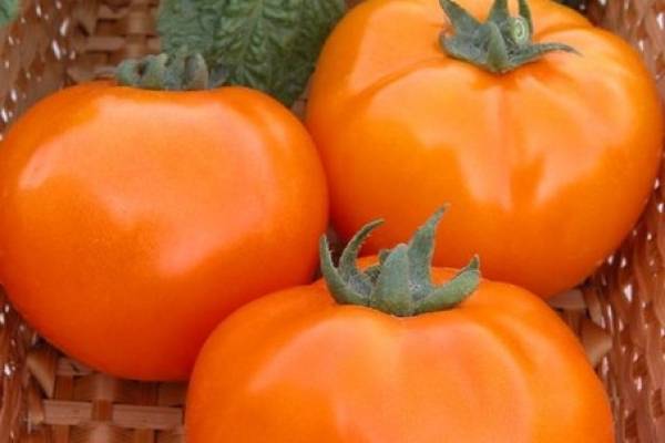 Самые сладкие и лучшие сорта томатов для теплиц