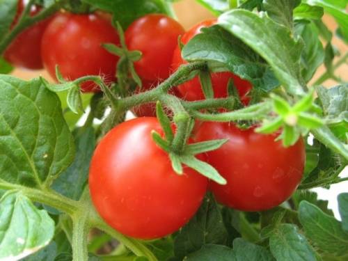Как правильно вырастить помидоры в теплице зимой