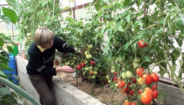 Препарат Фитоспорин: особенности применения для обработки томатов