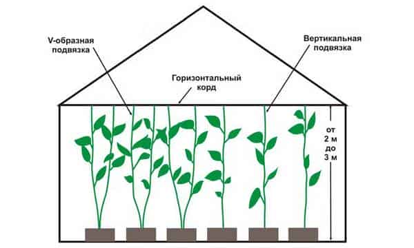 Выращивание горького перца