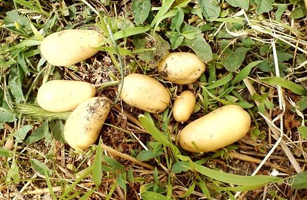 Эффективный способ посадки картофеля - под солому