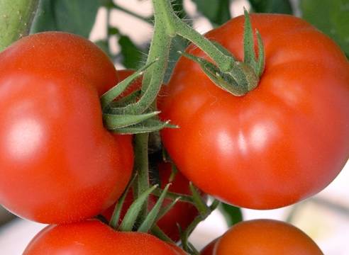 Лучшие высокорослые сорта томатов для теплиц