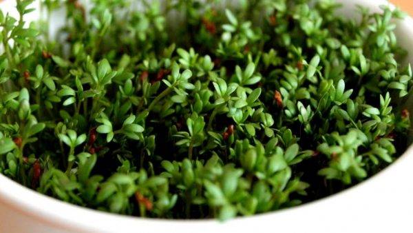 Как легко вырастить кресс-салат на подоконнике