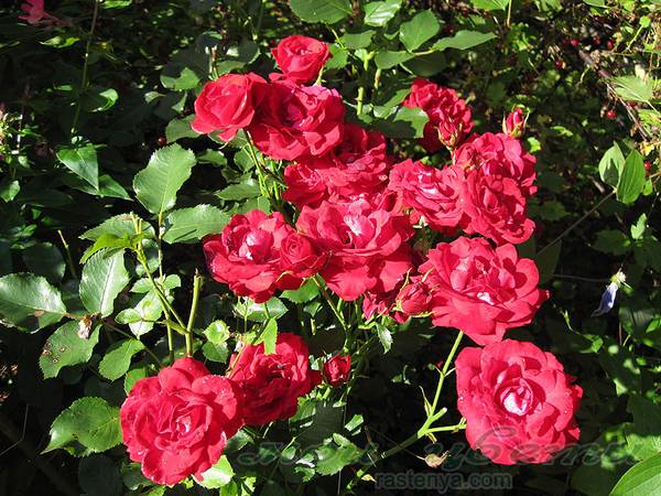 Флорибунда розы: что это такое?