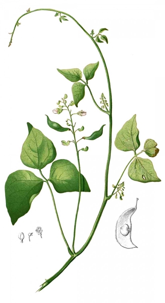 Фасоль лима — выращивание, посадка, размножение и уход