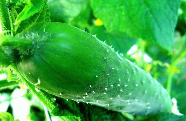 Как вырастить огурцы в открытом грунте без болезней — посадка и уход
