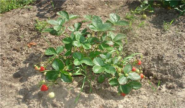 Выращивание клубники в открытом грунте или как получить большие сладкие ягоды?