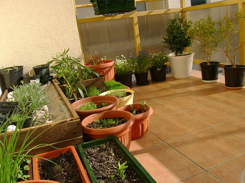 Огород прямо на балконе: креативно и практично 