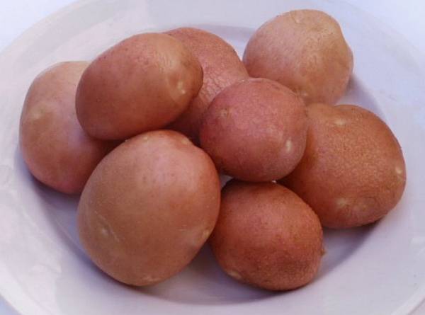 Картофель «Беллароза» - описание сорта