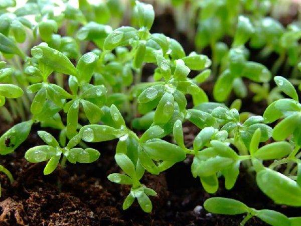 Обзор видов и сортов зеленых салатов