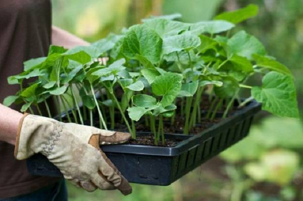 Советы по выращиванию кабачков: от посадки до сбора урожая