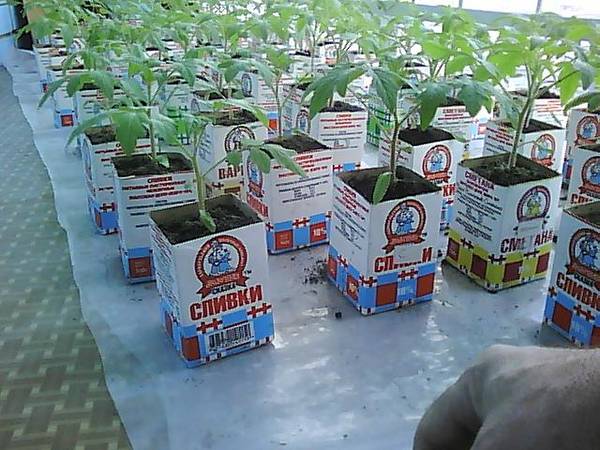 Выращиваем помидоры по методу Октябрины Ганичкиной