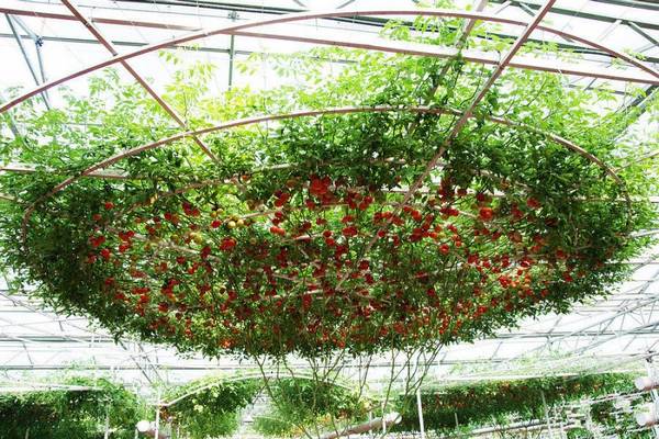 Спрут: сортовые особенности удивительного томатного дерева