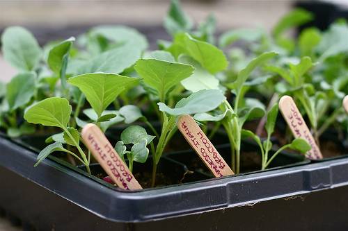 Правила выращивания капусты из семян