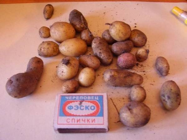 Картофель сорта Розара: описание и нюансы выращивания