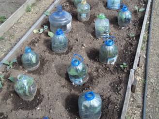 Как осуществляется выращивание капусты в открытом грунте