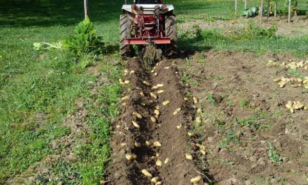 Когда копать картошку: советы по уборке урожая