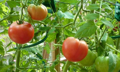 Как правильно вырастить помидоры в теплице зимой