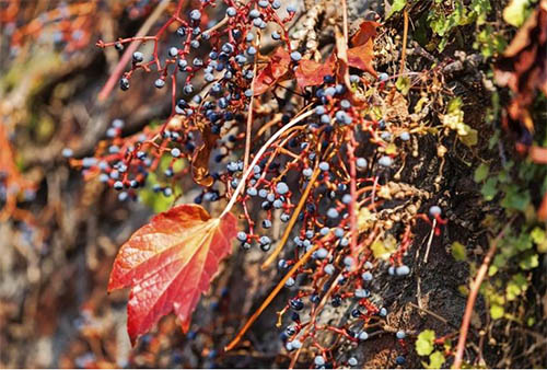 Красочные листья в осеннем саду: выбираем композиции растений 