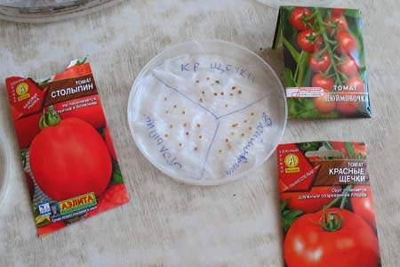 Что нужно знать о выращивании помидоров на балконе