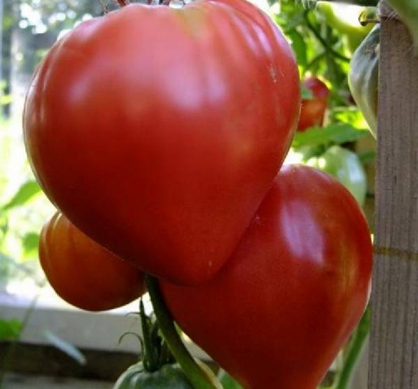 Томаты Бычье сердце: характеристика сорта и правила агротехники