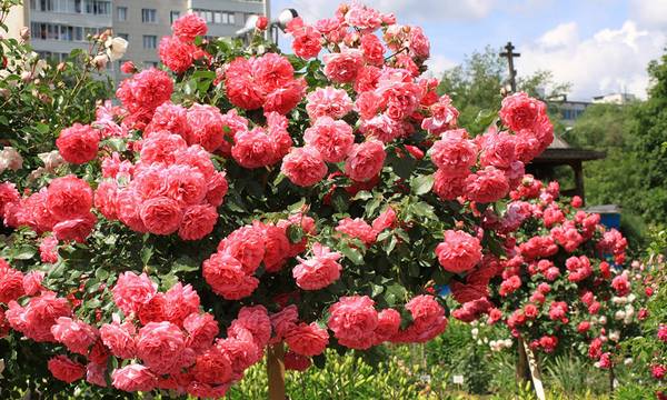 Плетистая роза: выращивание и уход