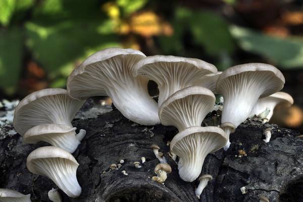Как правильно вырастить шампиньоны и гриб вешенку