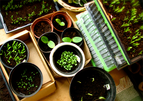 Выращивание рассады овощей в домашних условиях 