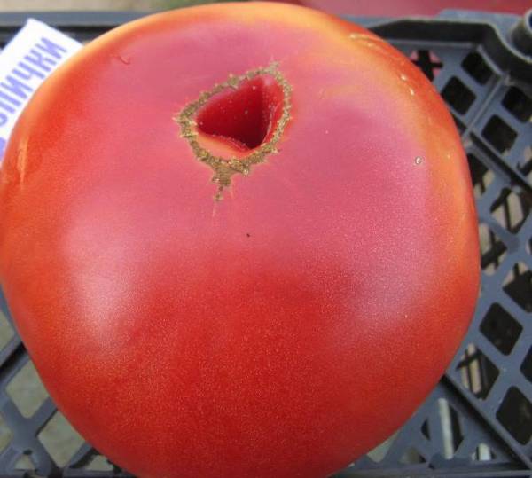 Вкусный томат «Малиновый гигант»: отзывы и фото
