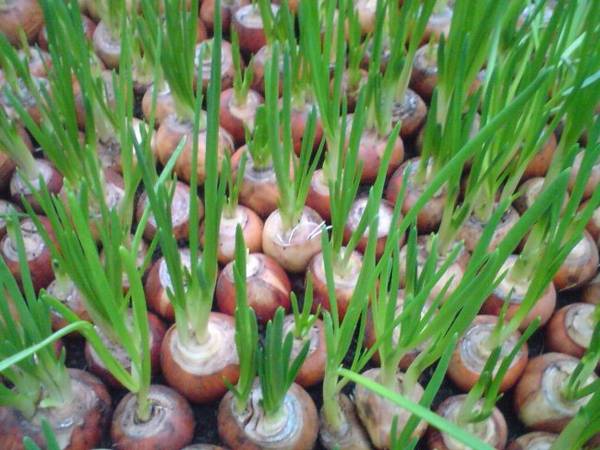 Технология выращивания зелёного лука зимой на подоконнике и в теплице