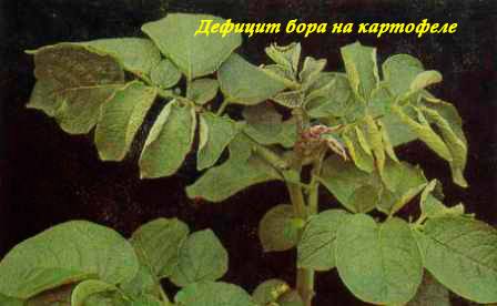 Картофель Тулеевский: перспективный сибирский сорт
