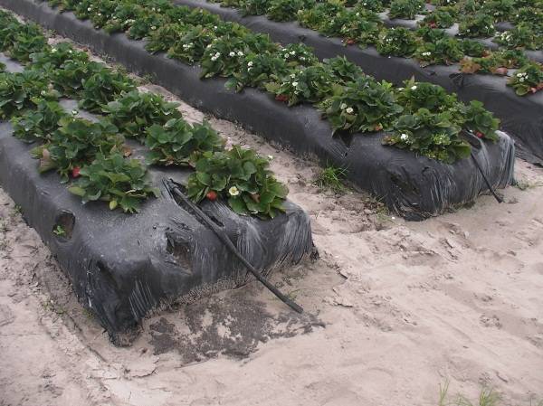 Агроволокно для клубники или как упростить выращивание ягод