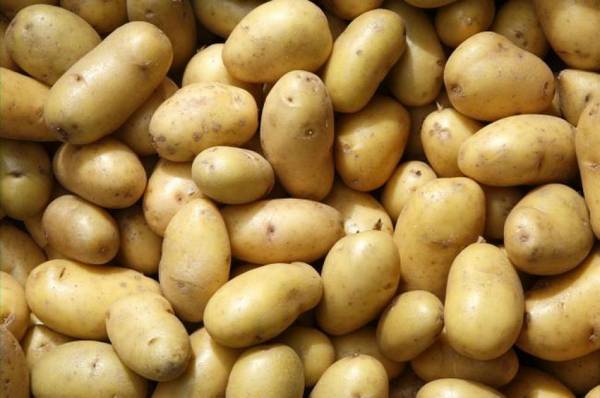 Лучшие сорта картофеля для выращивания в средних широтах