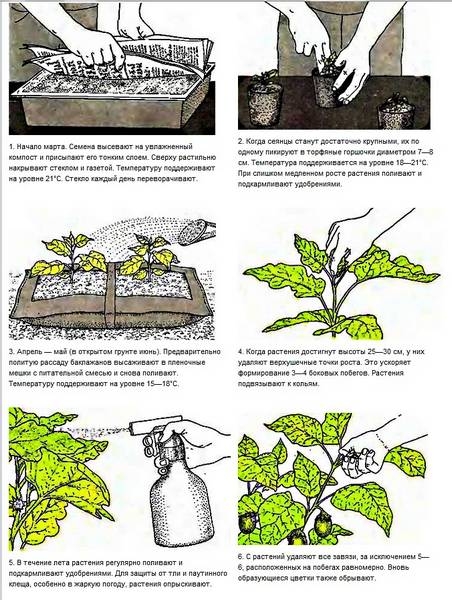 Рекомендации по выращиванию баклажанов