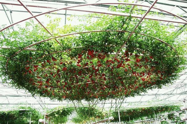 Как вырастить помидорное дерево в открытом грунте — посадка и уход