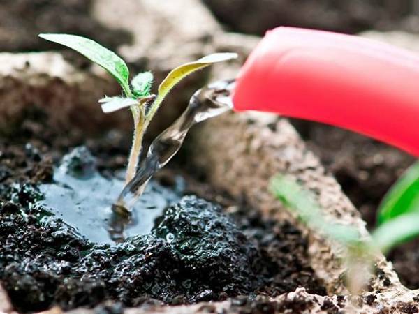 Как вырастить хороший урожай чеснока дома