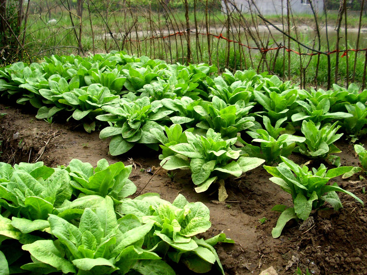 Спаржевый салат – особенности посадки и ухода