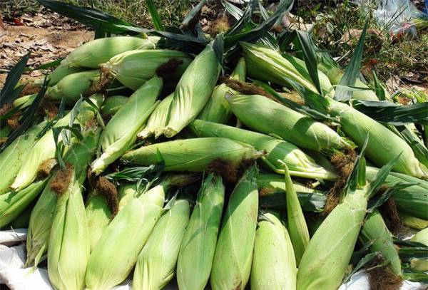 Когда можно собирать кукурузу: сроки созревания