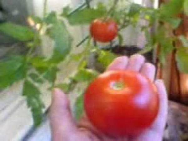 Пошаговая инструкция по выращиванию помидоров на балконе