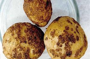 Фото и описание болезней картофеля