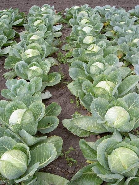 Особенности выращивания белокочанной капусты