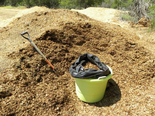 Посев баклажан на рассаду: обработка семян и уход за рассадой